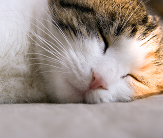 Cat sleeping